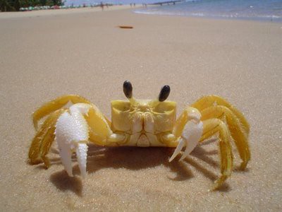 O caranguejo
